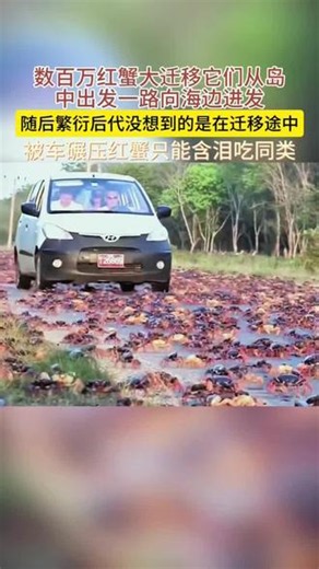 澳大利亚超5000万左右只红蟹成群结队横穿马路只为到海边蚕仔没想到被汽车碾压随后只能含泪吃同类#螃蟹泛滥 #红蟹迁移#科普