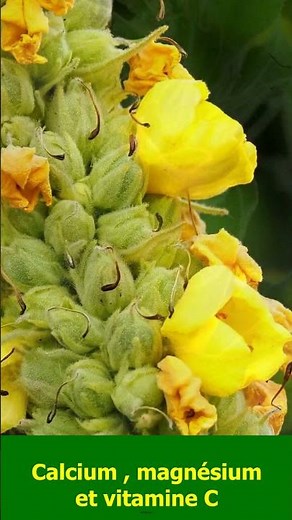 Les bienfaits des plantes - Verbascum thapsus - Molène ou bouillon blanc - Les visites de Spagyrusz.