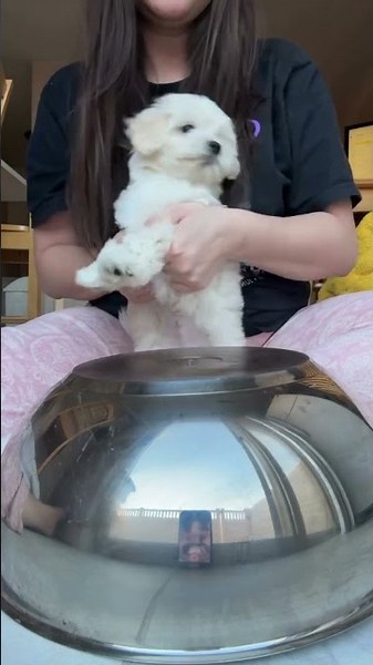 ✨ Meet our little bundle of joy, a Maltese puppy as adorable as a fluffy cloud! 😍