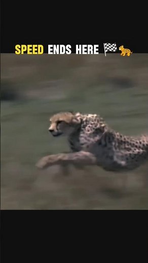 SPEED ENDS WHERE CHEETAH BEGINS 🔥#cheetah #cheetahspeed #fastestlandanimal #shorts #shortvideo #fyp