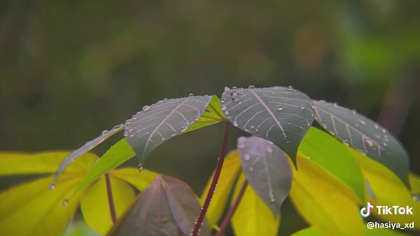 Cinematic Nature Video Editing with CapCut