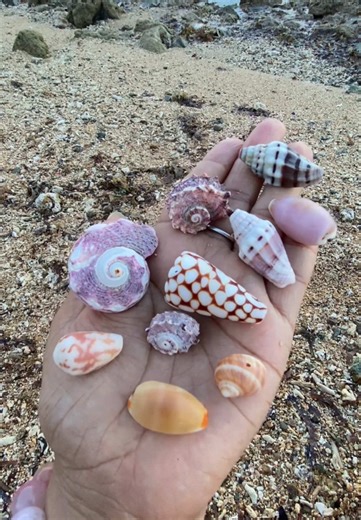 4 sets of sea treasures, which one is your fav 🥰 #seaglass #seaglasstiktok #seaglasshunting #shellcollecting #seashells #calmingvideos #seaglassgoddess #seatreasures #beachcombing #mudlarking #mermaidtiktok
