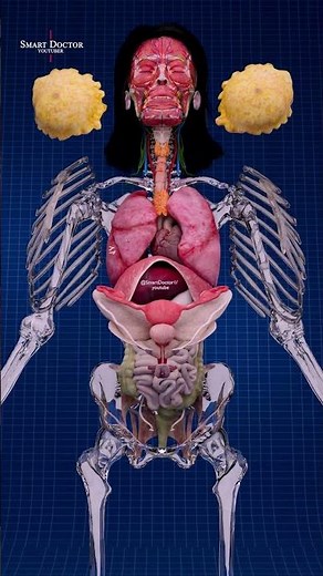 🩻 Female Body Anatomy in 3D – Full Organ Scan!