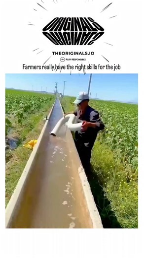 buzz__decode on Instagram: "The post shares a 61-second video demonstrating farmers using a siphon hose to irrigate fields, pulling water uphill from a higher reservoir to lower crops without pumps, captioned to praise their skillful application of basic physics. The siphon effect relies on atmospheric pressure and gravity: once primed with water, the higher water column creates a pressure differential that sustains flow until the source depletes, a principle documented in ancient texts like Her