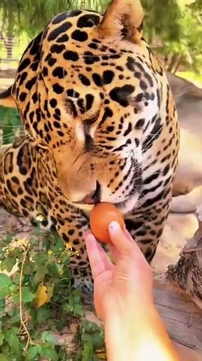 Jaguar Eating an Egg! FUNNY