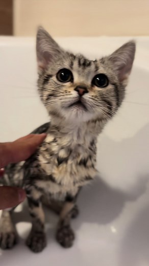 Here is how to put a cat in the bath. #soggycat #lilsoggy #kitten #cute #子猫