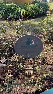 Do you know the function for the Magic Band? #orlando #magickingdom #magic #magicband | Disney World Packages -Orlando Florida