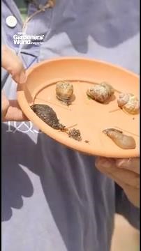 How to control slugs and snails organically 🐌