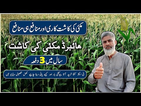How To Start Maize Farming | Hybrid MAIZE Farming In Pakistan | MAKAI ki kasht,maki ki kasht