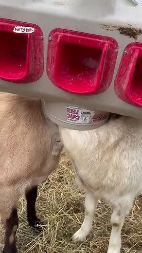 Goat gets head stuck 😆 | Furry Tails