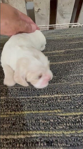 American cocker spaniel puppies