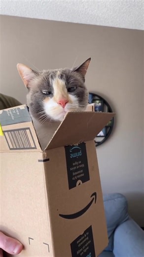 16K views · 1.7K reactions | Are you truly a cat owner if you haven’t taken your cat on tour of the house in their own private box jet ️ 冀 | Fritzcat | Facebook