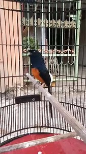 105K views · 1K reactions | MURAI BATU MEDAN SUPER ASLI EKOR PANJANG...