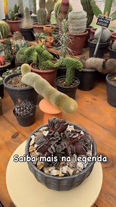 Haworthia truncata — a suculenta “estranha” que parece até de outro planeta 🌵✨ Essa é daquelas plantas que muita gente olha e pensa: “tá viva?” 😅 E sim, ela tá MUITO viva. A Haworthia truncata é uma das suculentas mais exóticas que existem, famosa por ter folhas com o topo “cortado” (truncado), formando um desenho bem diferente, quase como pequenas janelinhas. Por que ela tem esse formato? Na natureza, ela vive parcialmente enterrada. O corpo fica protegido no solo e só as pontinhas ficam expo