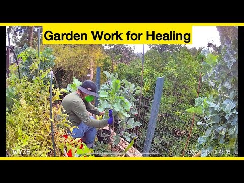 Working Staking Up Tree Collard Plants & Taking a Break from Gardening & Hummingbird Videos for Now