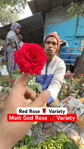 Unreal Blooming!🌹🔥Stunning Red Rose at Galiff Street Market #shorts