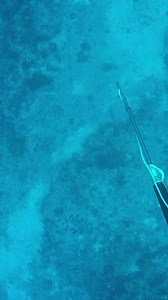 Spearfishing Giant Hogfish! #spearfishing | Ryan Myers