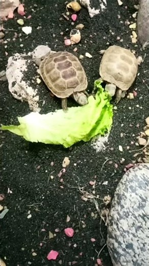Cute Tortoise Eating Lettuce ASMR 😍🥬🐢