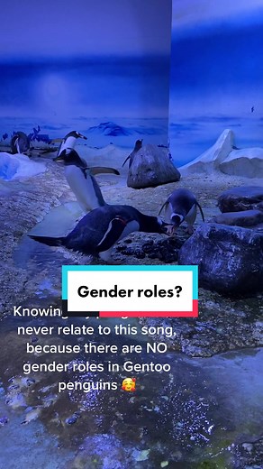 Male and Female Gentoo penguin pairs share all labour completely equally. Including nest building, egg incubating and chick rearing. This video mostly features Max ❤️ #feminist #penguin #labour #fyp