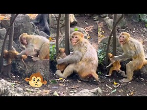 OMG! the baby monkey got its head stuck and cried loudly, the mother monkey screamed in fear