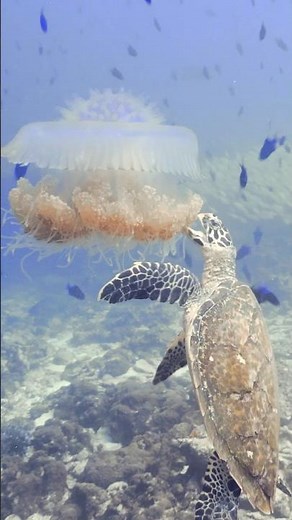 Sea Turtles Menu: From Algae to Jellyfish