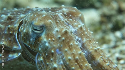 Close-up of a cuttlefish underwater with textured skin and large eye.
