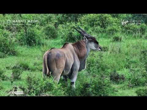 African Giant: Eland Bull Grazing in the Mara