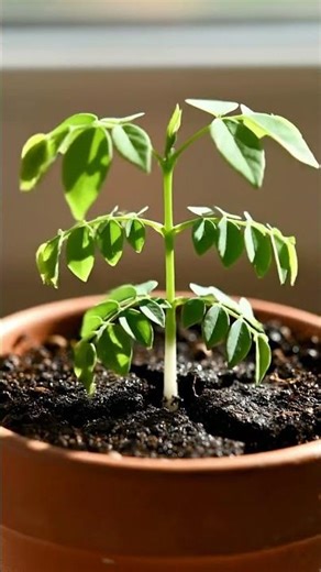 Growing Star Fruit Tree From Seed Time Lapse – 109 Days