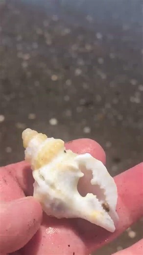 Finding shells this pretty shouldn't be this easy #beachfinds