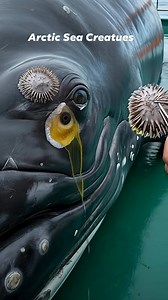 457K views · 14K reactions | Helicopter Rescue: Barnacle-Covered Whale! | Arctic Sea Creatues | Facebook