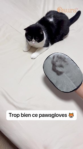 Le Gant Anti-Poil PawsGlove est l’outil indispensable pour capturer et faire ressortir les poils morts laissés par votre chat sur son pelage, vos vêtements, votre canapé, votre lit et bien plus encore. Fini les mauvaises surprises ! Votre canapé semble propre, mais dès que vous vous asseyez, des poils invisibles s’accrochent à vos vêtements. Avec PawsGlove, un simple mouvement de gauche à droite suffit pour capturer les poils en quelques passages. Ils se rassemblent en une bande compacte, facile