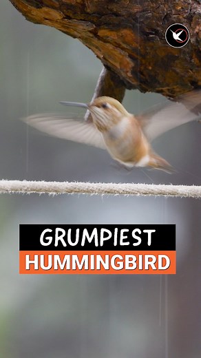 Happy National Hummingbird Day! #rufoushummingbird #birdingbyear #NationalHummingbirdDay | Birding By Ear
