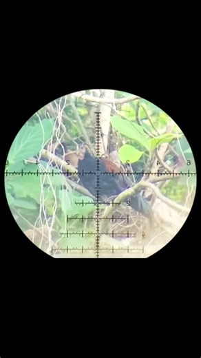 Shoot the partridge #shots