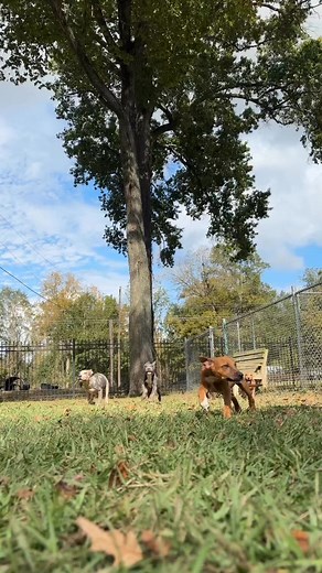 We took a peek at these puppies’ Christmas wish lists. They all asked for the same thing, a forever family. | West Baton Rouge Parish Shelter and Animal Control