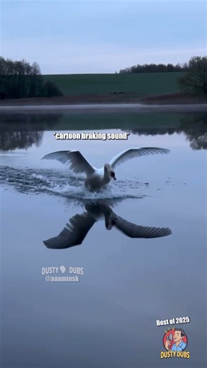 Dusty Dubs BEST OF 2025 Animal Voiceovers! 🤣 | Dusty Dubs