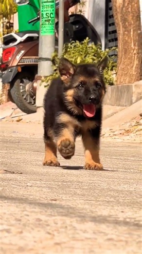 contact 8810623046 today German Shepherd puppy available 🐾 healthy active puppy #puppylife#viral#dog