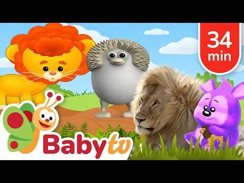 Meet the Lion 🦁 | King of the Animals | Animal Facts for Toddlers ‪@BabyTV‬