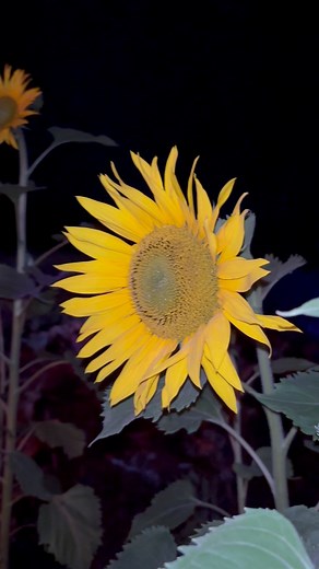 सुरुजमुखी के फूल 🌼भोजपुरी song 💪 #maniac #yoyohoneysingh #yoyohoneysinghsongs #honeysinghbhojpurisong #hindi #song #reels #viral #kingmakerchhotelal #trend #instagram #trinding #instagood #explore #explorepage #foryoupage #explorer #motihari #chiraiya #bihar #india #facebook #hilights #hindi #team | Kingmaker Chhote Lal