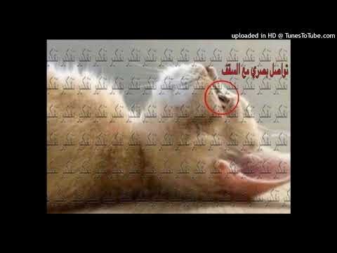 hexd x bladee x yabujin type beat (glossalia loop)