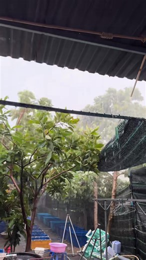 Tui ko tạo Content, content tự tìm tới tui😒😒😒. Cơn mưa báo thủ. Phát hiện trễ chắc mấy con cá bơi xuống cống chơi luôn qá 😭😭. #xiuxiu #betta #foryou #trending Nguồn: Xíu Xíu Nuôi Cá | Sài Gòn Reveiw