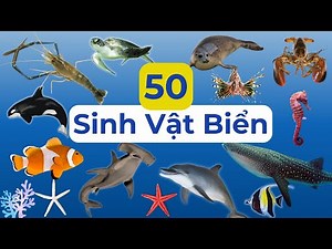 Dạy Bé Học Tiếng Anh Qua 50 Loài Sinh Vật Biển Đa Dạng và Thú Vị | Collection of 50 Sea Creatures