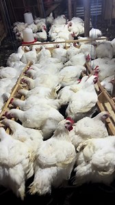 Broiler Farming Success in Uganda