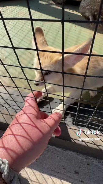 Let’s do morning checks on my animals! | Animals Of Tiktok