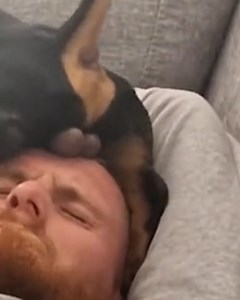 38M views · 57K reactions | His owner woke up so confused to what just happened 藍 | Lessons Learned In Life | Facebook