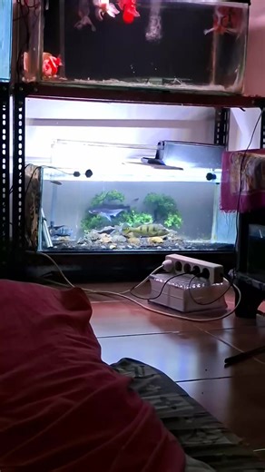 #ikanpredator #ikangenghiskhan #ikanpeacokbass #fyp