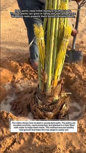 How to Plant a Date Palm Tree in Sandy Soil