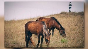 August 13, 1998: Wild Horses On Outer Banks Protected By Law