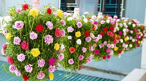 208K views · 9.2K reactions | Beautiful Balcony Garden Ideas With Plastic Bottles | DIY Balcony Garden | Facebook