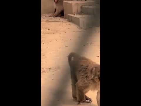 Beautiful Kittens Playing On The Grass - Cat Sounds, Beautiful Cat Videos
