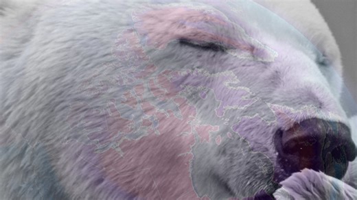 Is the polar vortex the hero the polar bears need? - The Weather Network